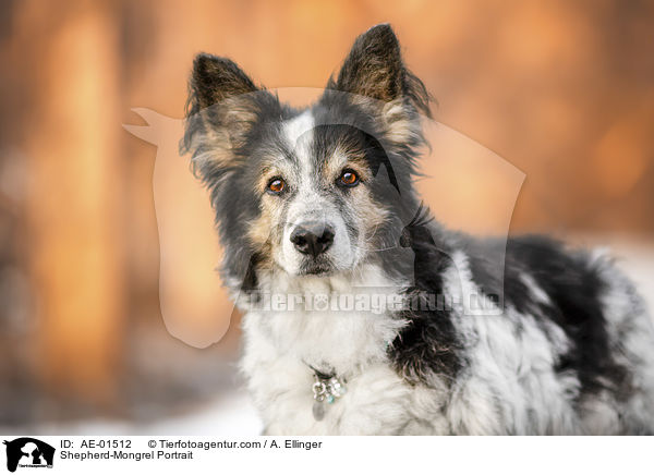 Schferhund-Mischling Portrait / Shepherd-Mongrel Portrait / AE-01512