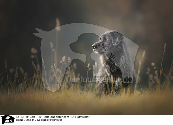 sitzender Akita-Inu-Labrador-Retriever / sitting Akita-Inu-Labrador-Retriever / DH-01259