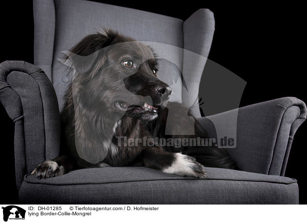 liegender Border-Collie-Mischling / lying Border-Collie-Mongrel / DH-01285