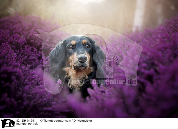 mongrel portrait / DH-01551