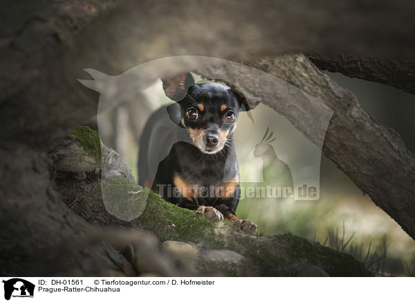 Prager-Rattler-Chihuahua / Prague-Ratter-Chihuahua / DH-01561