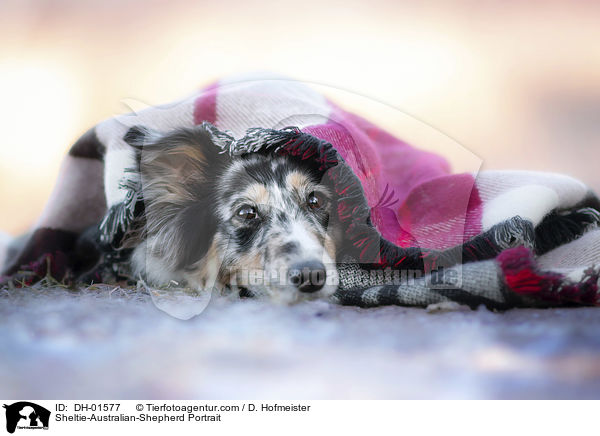Sheltie-Australian-Shepherd Portrait / Sheltie-Australian-Shepherd Portrait / DH-01577