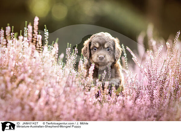 Miniature-Australian-Shepherd-Mischling Welpe / Miniature-Australian-Shepherd-Mongrel Puppy / JAM-01427