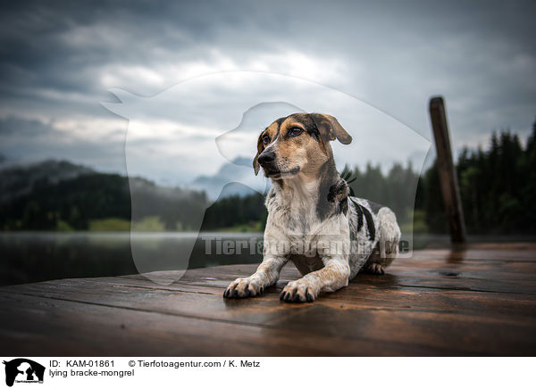 liegender Bracken-Mischling / lying bracke-mongrel / KAM-01861