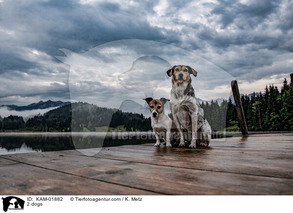2 Hunde / 2 dogs / KAM-01882