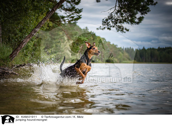 springender Jagdhund-Mischling / jumping hound-mongrel / KAM-01911
