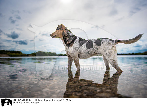 badender Bracken-Mischling / bathing bracke-mongrel / KAM-01917
