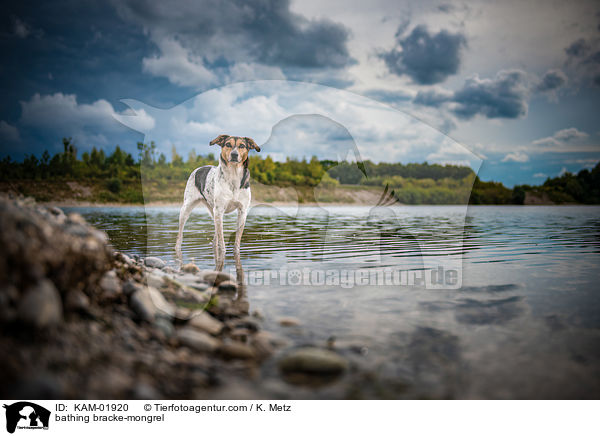 badender Bracken-Mischling / bathing bracke-mongrel / KAM-01920