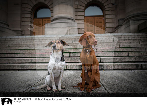 2 Hunde / 2 dogs / KAM-02030