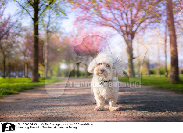 stehender Bolonka-Zwetna-Havaneser-Mischling / standing Bolonka-Zwetna-Havanese-Mongrel / BS-08493