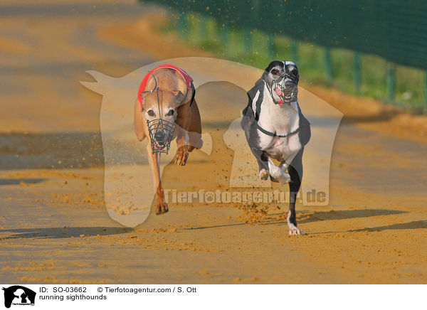 rennende Windhunde / running sighthounds / SO-03662