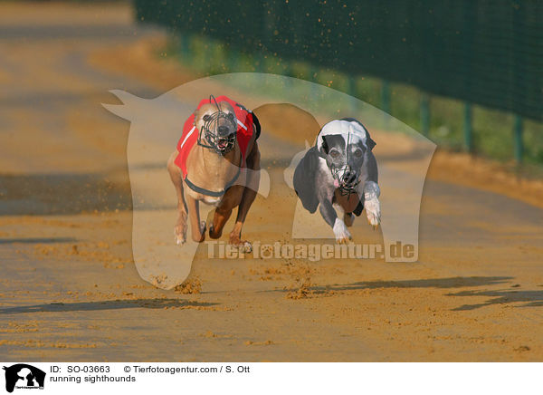 rennende Windhunde / running sighthounds / SO-03663