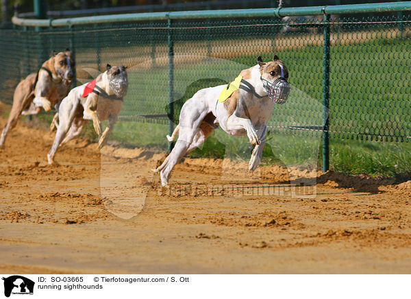 rennende Windhunde / running sighthounds / SO-03665