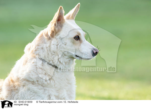 Mischlingshund / mongrel dog / EHO-01809