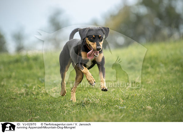 rennender Appenzeller-Sennenhund-Mischling / running Appenzell-Mountain-Dog-Mongrel / VJ-02970