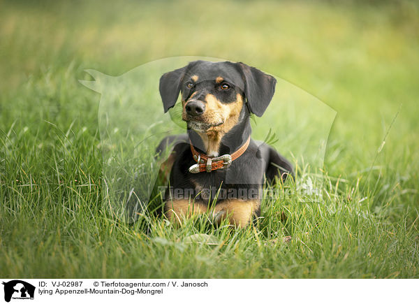 liegender Appenzeller-Sennenhund-Mischling / lying Appenzell-Mountain-Dog-Mongrel / VJ-02987