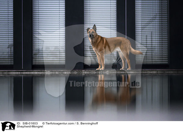 Schferhund-Mischling / Shepherd-Mongrel / SIB-01603