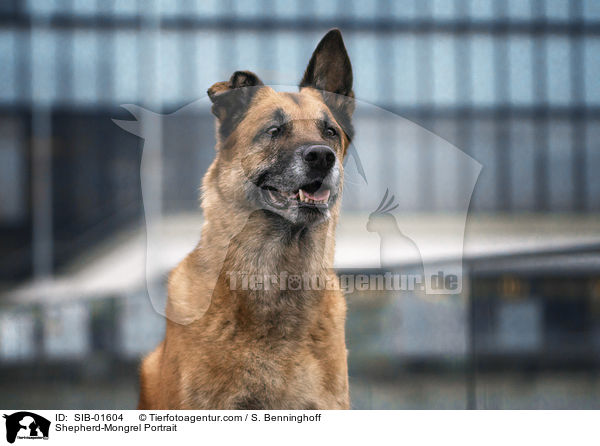 Schferhund-Mischling Portrait / Shepherd-Mongrel Portrait / SIB-01604