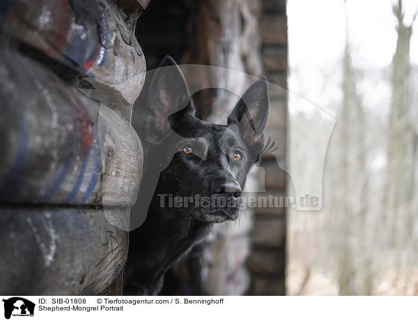 Schferhund-Mischling Portrait / Shepherd-Mongrel Portrait / SIB-01808