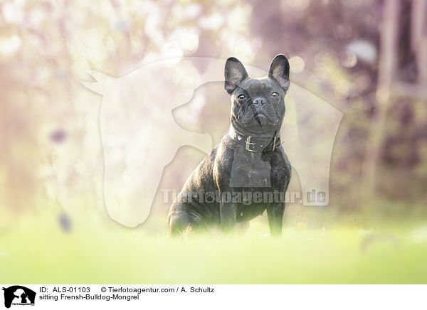 sitzender Franzsiche-Bulldogge-Mischling / sitting Frensh-Bulldog-Mongrel / ALS-01103