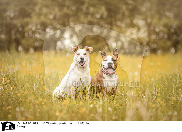 2 Hunde / 2 dogs / JAM-01678