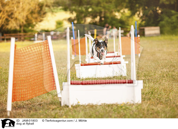 Hund beim Flyball / dog at flyball / JAM-01803