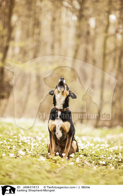 bellender Schferhund-Mischling / barking Shepherd-Mongrel / JAM-01813