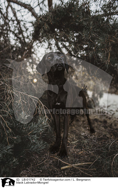 schwarzer Labrador-Mischling / black Labrador-Mongrel / LB-01742