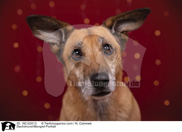Dackel-Mischling Portrait / Dachshund-Mongrel Portrait / NC-02013