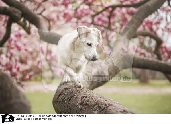 Jack-Russell-Terrier-Mischling / Jack-Russell-Terrier-Mongrel / NC-02047