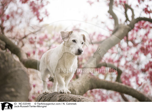 Jack-Russell-Terrier-Mischling / Jack-Russell-Terrier-Mongrel / NC-02048