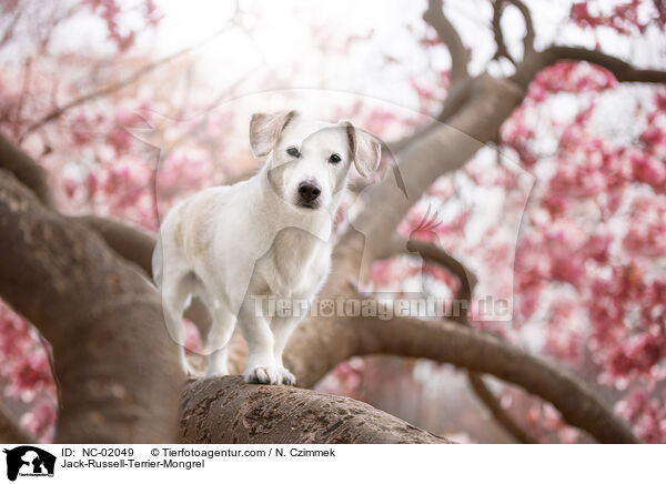 Jack-Russell-Terrier-Mischling / Jack-Russell-Terrier-Mongrel / NC-02049