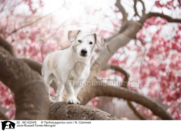 Jack-Russell-Terrier-Mongrel / NC-02049