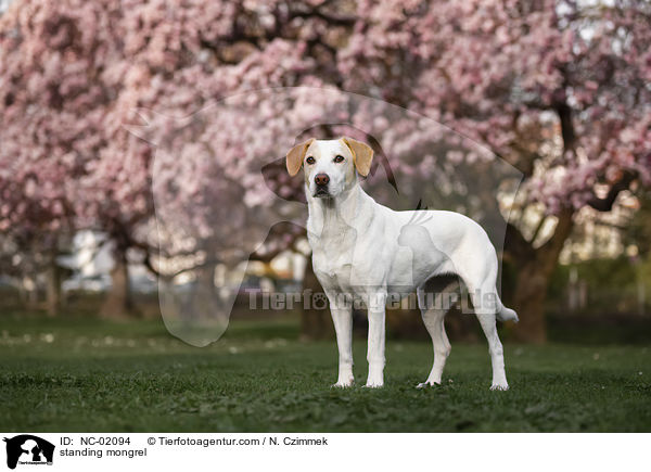 stehender Mischling / standing mongrel / NC-02094