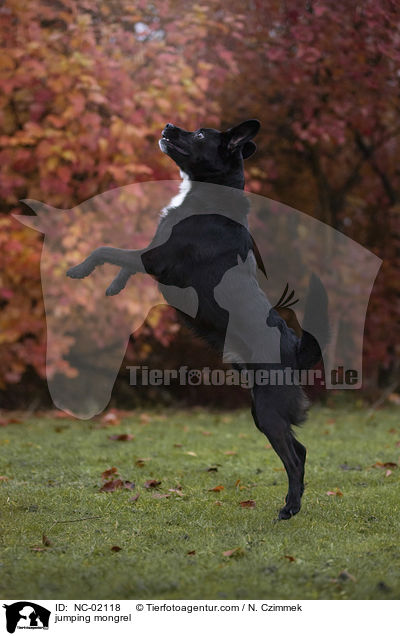 springender Mischling / jumping mongrel / NC-02118
