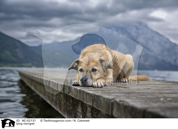 liegender Mischling / lying mongrel / NC-02131