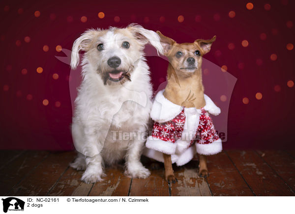 2 Hunde / 2 dogs / NC-02161