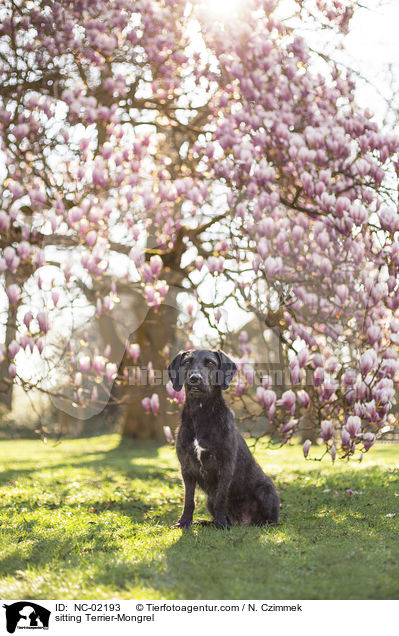 sitzender Terrier-Mischling / sitting Terrier-Mongrel / NC-02193