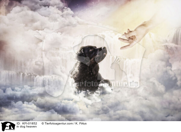 im Hundehimmel / in dog heaven / KFI-01852