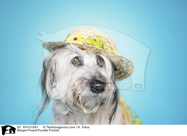 Berger-Picard-Poodle Portrait / KFI-01891