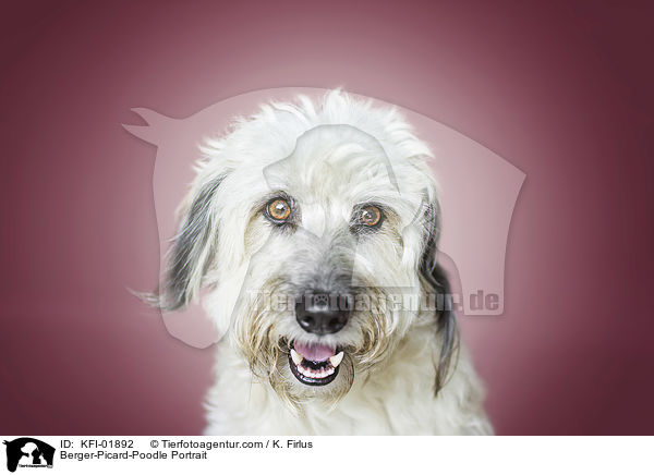 Berger-Picard-Pudel Portrait / Berger-Picard-Poodle Portrait / KFI-01892
