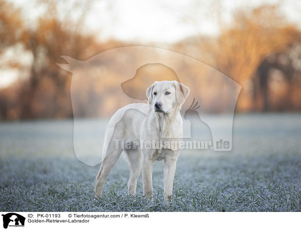 Golden-Retriever-Labrador / Golden-Retriever-Labrador / PK-01193