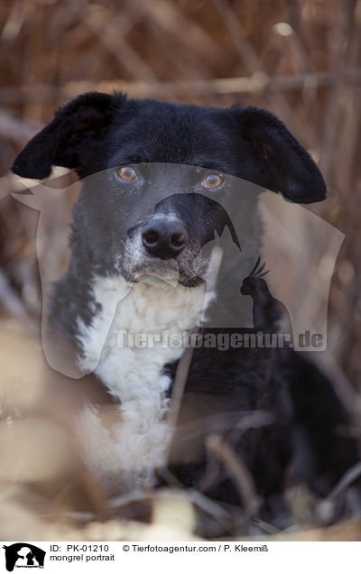 Mischling Portrait / mongrel portrait / PK-01210