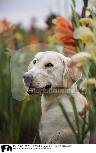 Golden-Retriever-Labrador Portrait / Golden-Retriever-Labrador Portrait / PK-01257