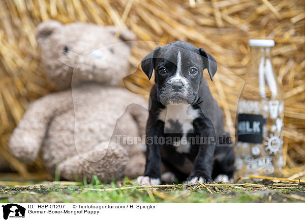 Deutscher-Boxer-Mischling Welpe / German-Boxer-Mongrel Puppy / HSP-01297
