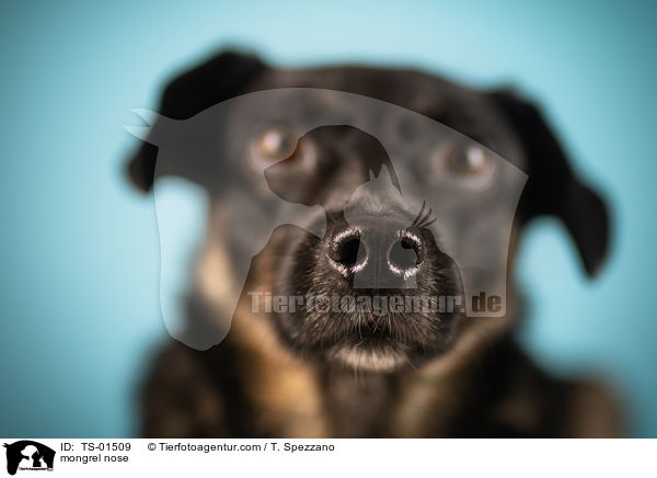 Mischling Nase / mongrel nose / TS-01509
