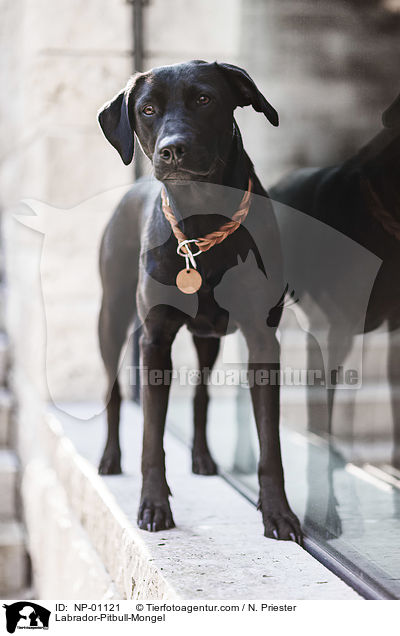 Labrador-Pitbull-Mischling / Labrador-Pitbull-Mongel / NP-01121