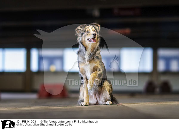 sitzender Australian-Shepherd-Border-Collie / sitting Australian-Shepherd-Border-Collie / PB-01003