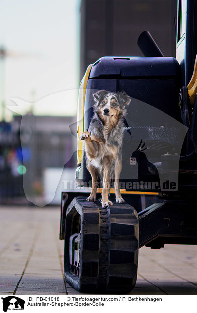 Australian-Shepherd-Border-Collie / PB-01018