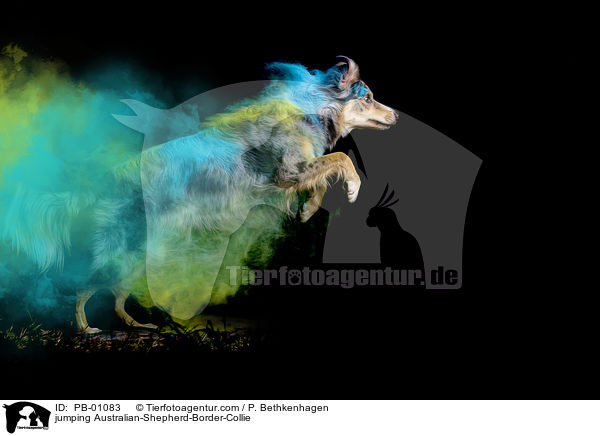 springender Australian-Shepherd-Border-Collie / jumping Australian-Shepherd-Border-Collie / PB-01083